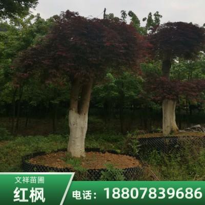【真不错】云南3-40公分红枫树 3-40公分红枫树批发-全州县文祥苗圃