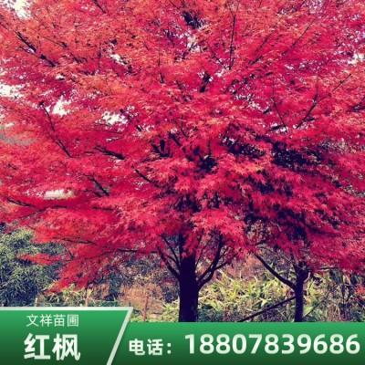 桂林市重庆10公分美国红枫厂家