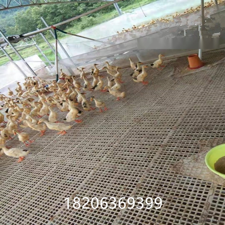 供应育雏鸡鸭鹅漏粪板鸡塑料漏粪板养鸡塑料地板图片图片