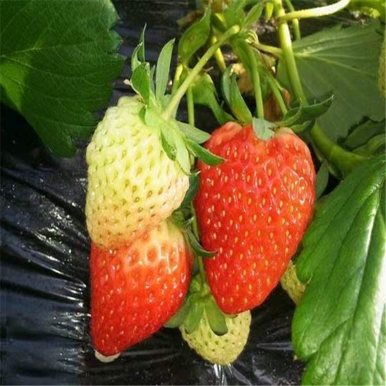 基地直销章姬奶油草莓苗 果大产量高 欢迎选购
