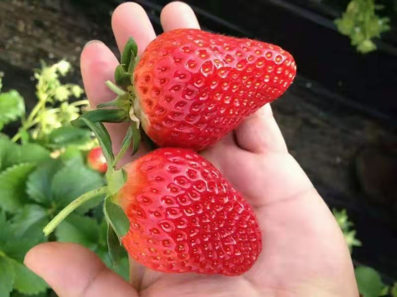 泰安市章姬奶油草莓苗厂家基地直销章姬奶油草莓苗 果大产量高 欢迎选购