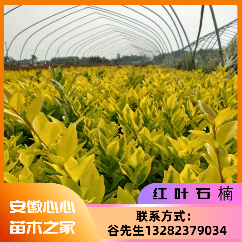 安徽临泉县红叶石楠灌木种植基地直销图片