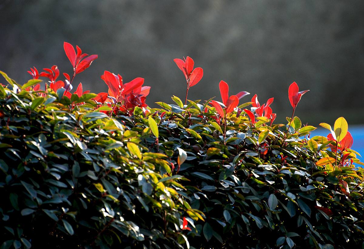 红叶石楠种植基地、价格、批发、供货商【青州市林益源苗木专业合作社】图片