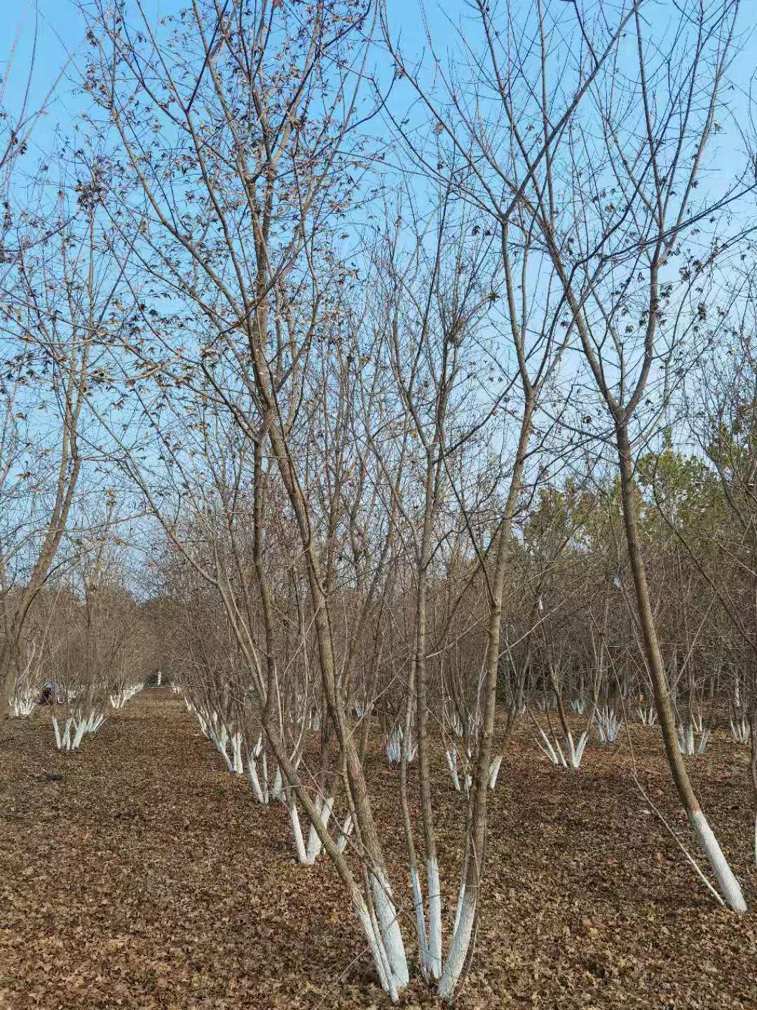 菏泽市丛生五角枫厂家