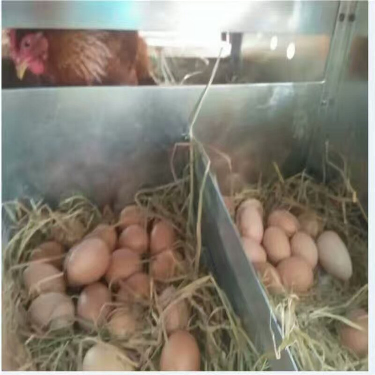 潍坊市鸡产蛋箱厂家鸡产蛋箱用集蛋窝 人工捡蛋窝 防晒透气鸡产蛋窝12窝鸡蛋窝
