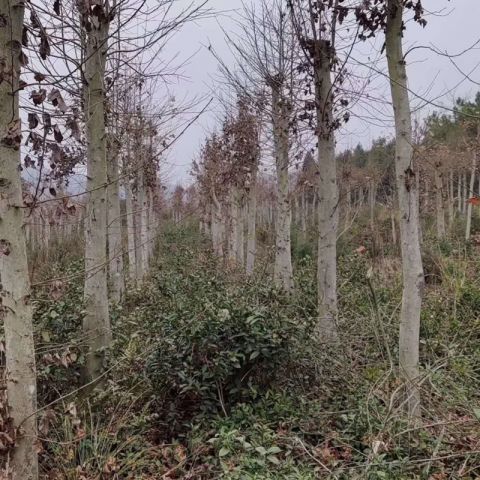 九江市枫香厂家基地直销 枫香 枫香苗木小苗种子批发 发芽率高绿化工程枫香苗