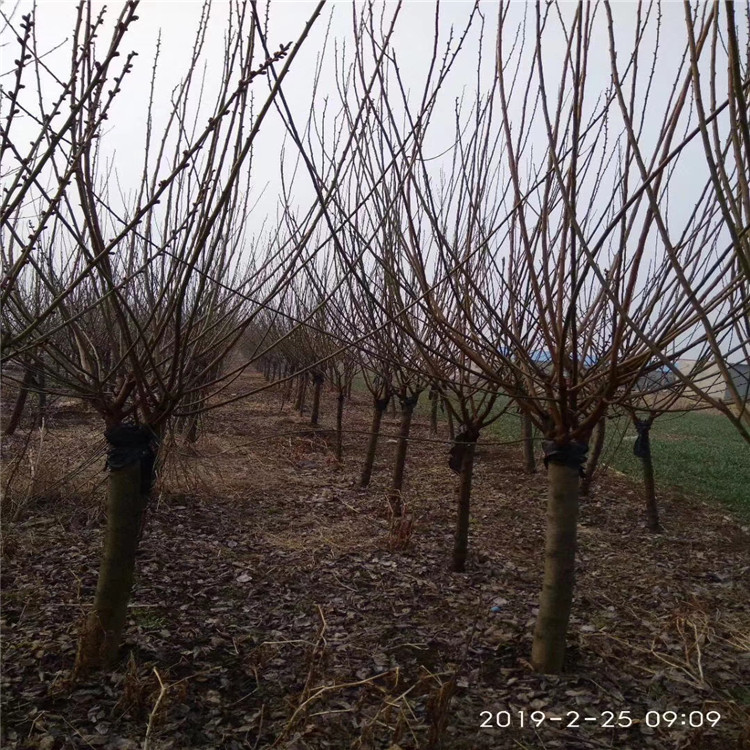 红梅红梅基地批发 红梅价格下降3-10公分高度苗木场