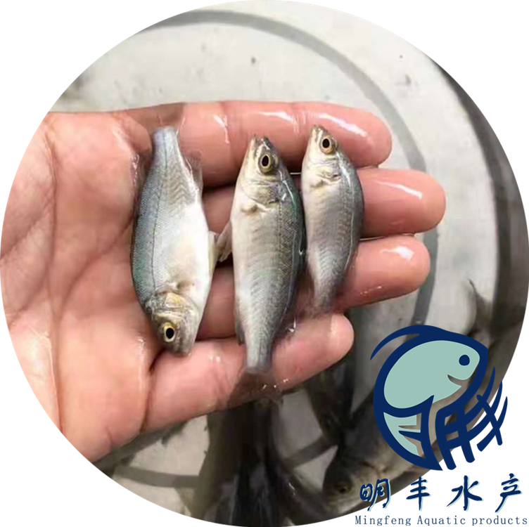 北安海鲈鱼苗市场行情-病害防治-养殖技术【广州明丰水产有限公司】