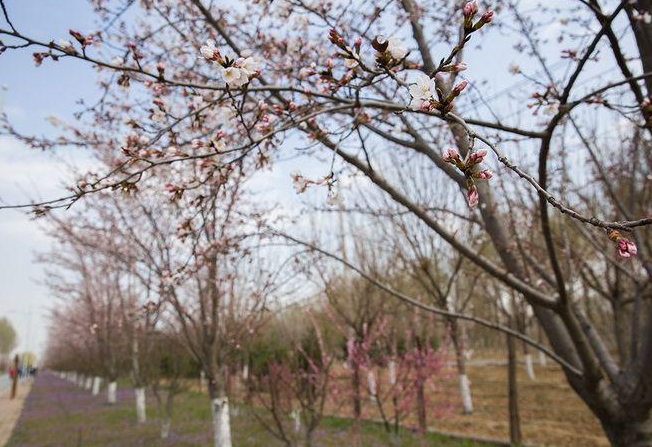 红菲乙樱花红菲乙樱花厂家  红菲乙樱花哪里好