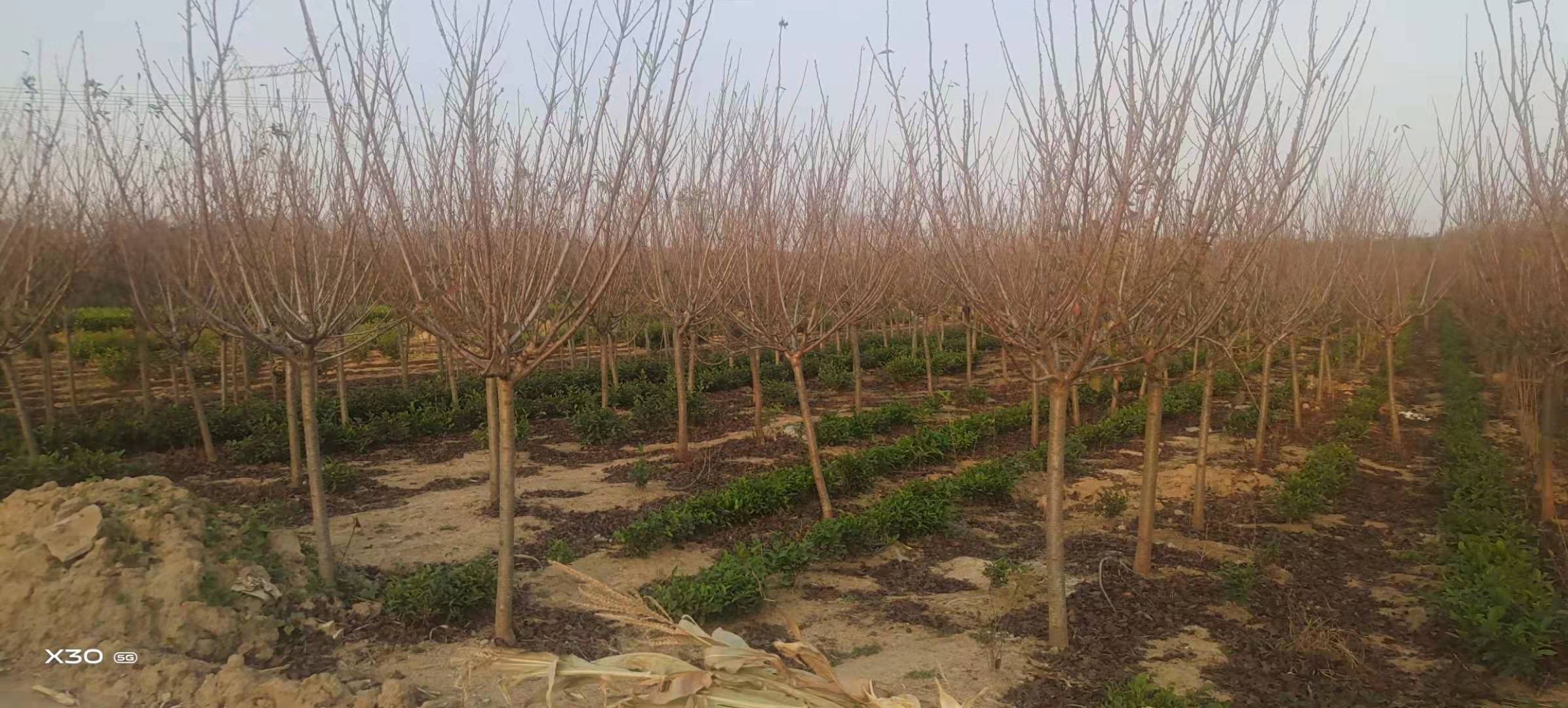 青岛市红菲乙樱花厂家红菲乙樱花厂家  红菲乙樱花哪里好