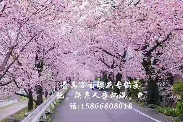 山东青岛樱花树