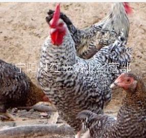 吉林芦花鸡常年供应养殖场批发多少钱一只