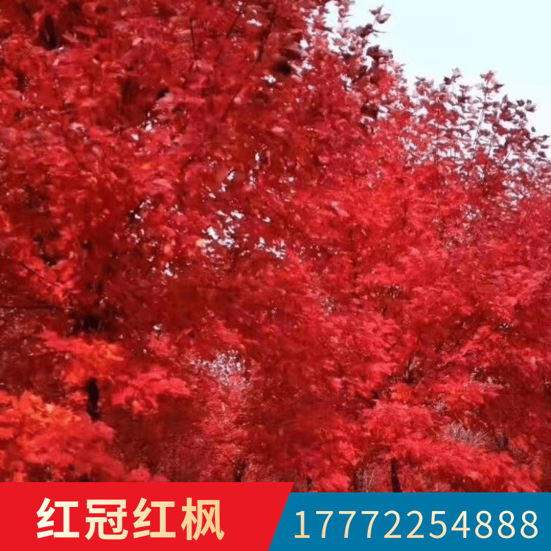 江苏徐州红冠红枫树苗基地种植批发价格