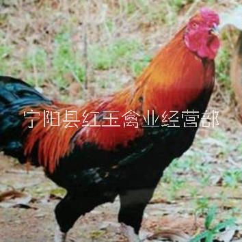 四川越南斗鸡常年供应批发多少钱一只