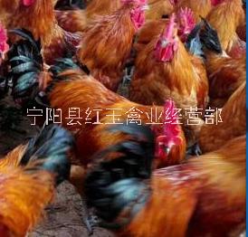 泰安市九斤红公鸡苗厂家河南九斤红公鸡苗批发价格哪家便宜养殖场联系方式