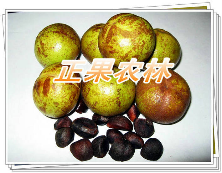 广西供应软枝油茶苗全国保湿邮寄图片