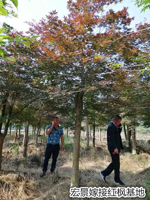 嫁接红枫-红枫价格-湖南红枫苗圃批发找宏景图片