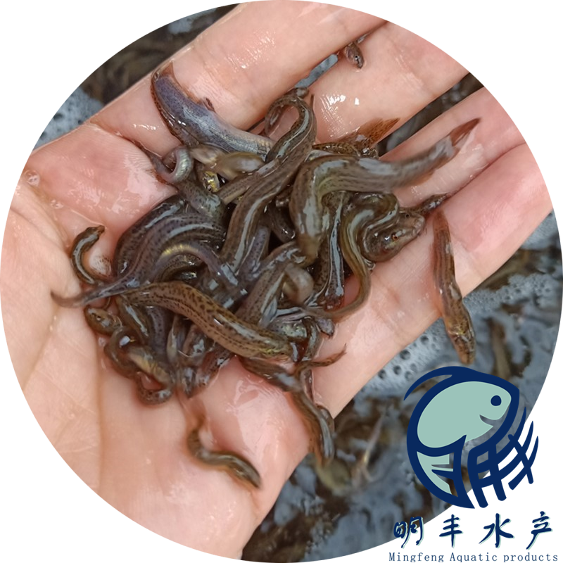 广州市欢迎订购台湾泥鳅鱼苗厂家