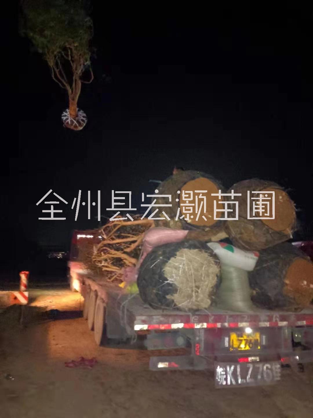 桂林市出售15~30公分桂花树厂家出售15~30公分桂花树