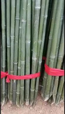 菜架竹供应商 种菜用竹子 花果蔬菜爬藤用竹竿