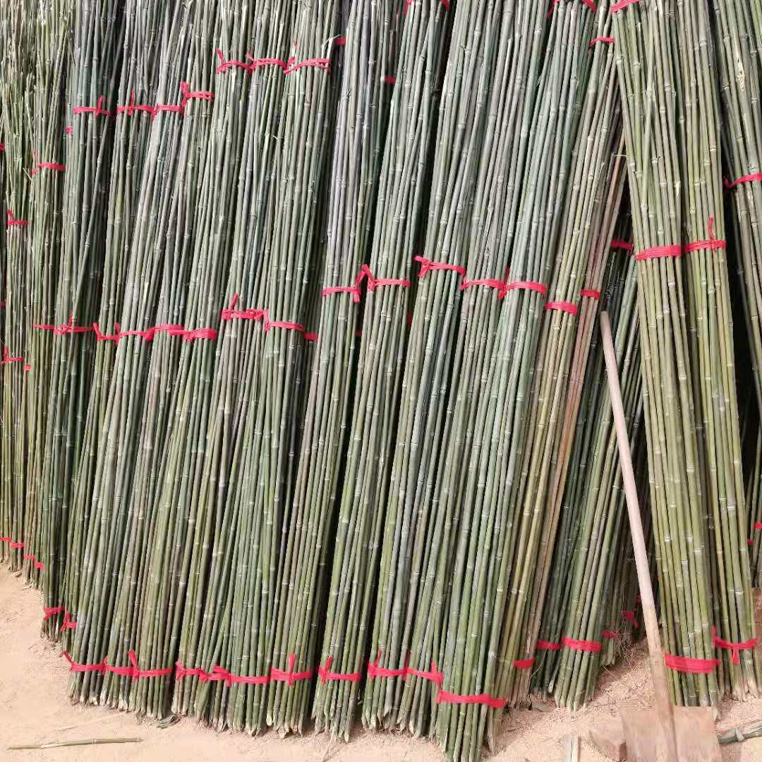 菜架竹厂家 菜架竹供应商 种菜用竹子 种菜用竹子批发