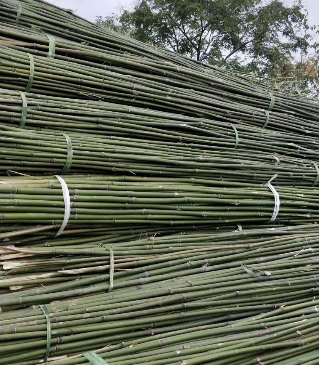 白竹子  竹稍， 毛竹， 楠竹，房屋建筑工地用竹竿，