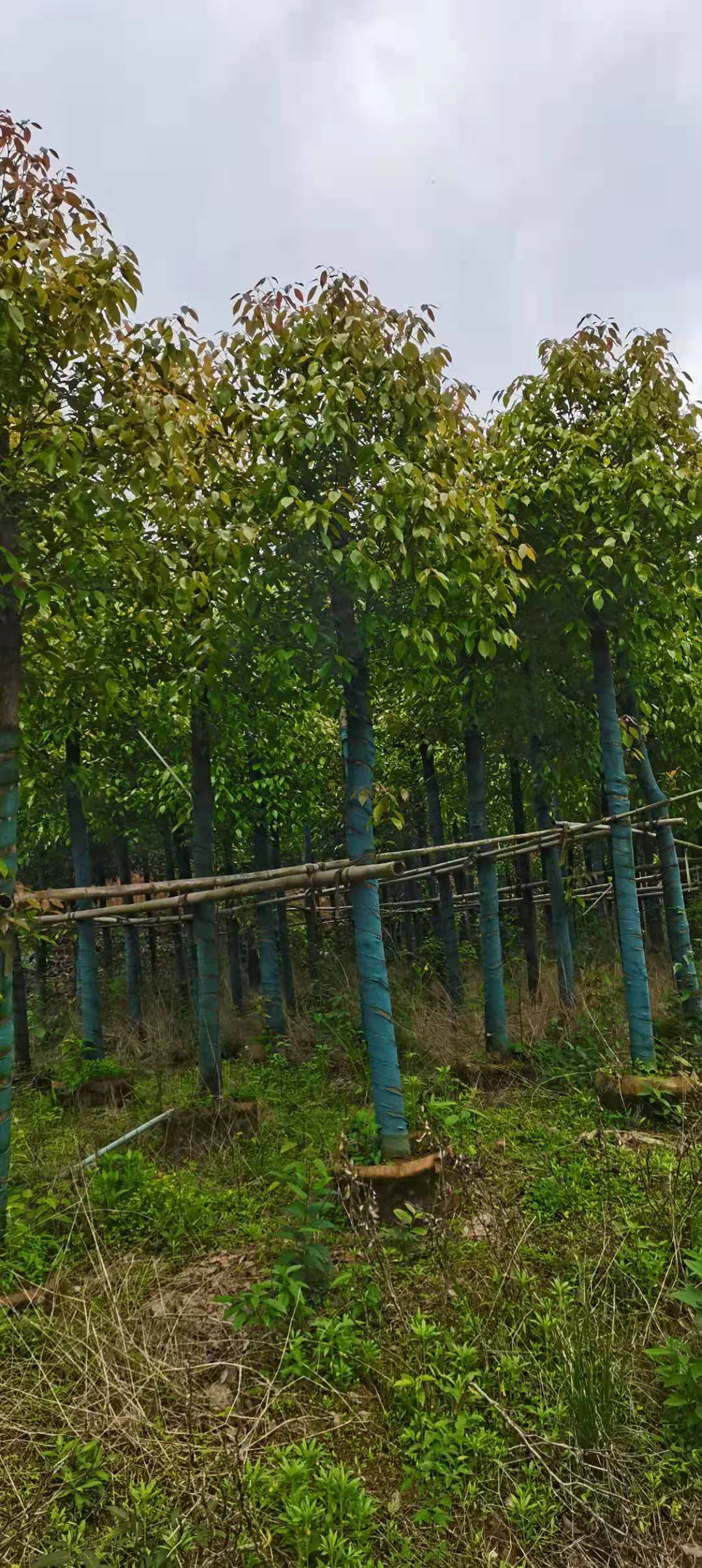 湖南红叶石楠树批发种植苗圃联系电话 欢迎来电