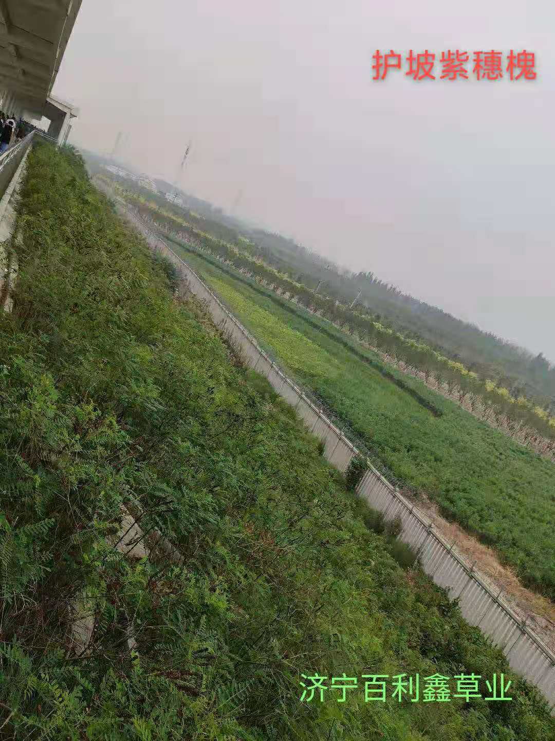 济宁市灌木种子批发厂家