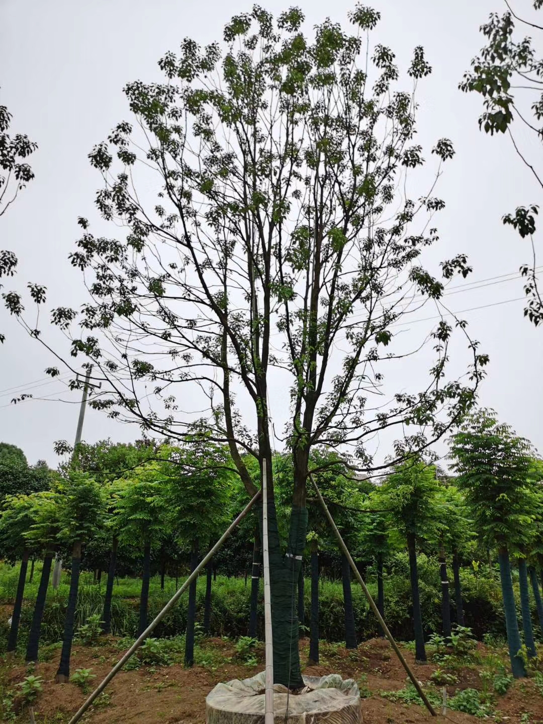 广东广州香樟树种植基地直销价格 高存活率