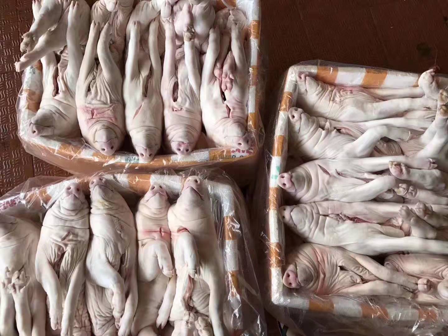 佛山市乳猪厂家广东乳猪批发价一只多少钱哪家便宜