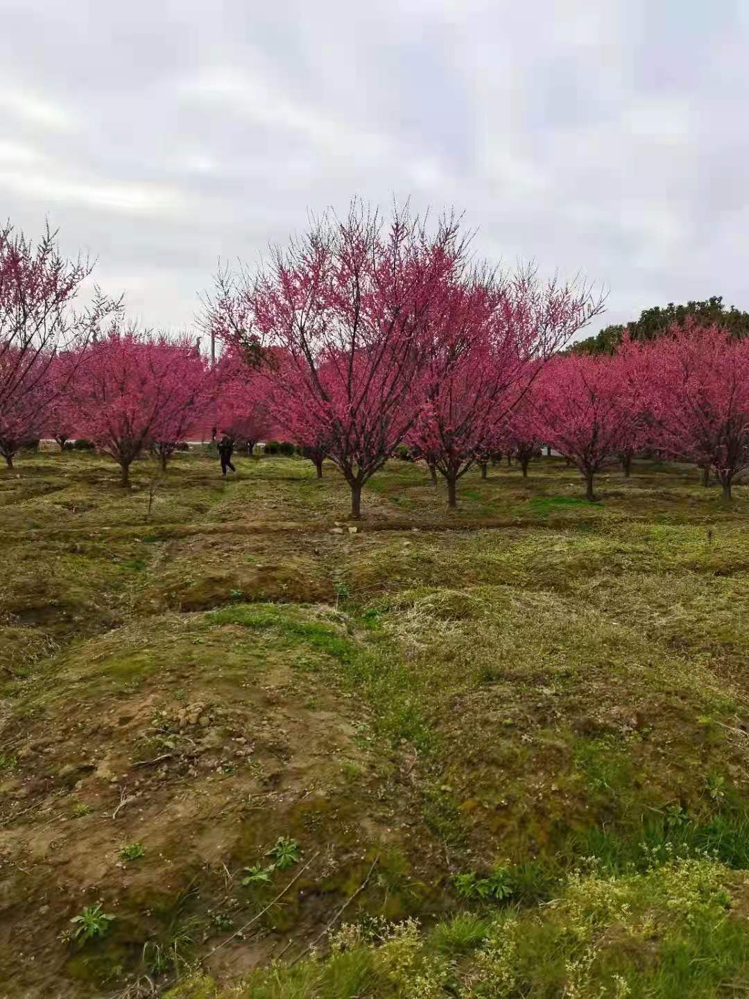 湖州市红梅树基地厂家红梅树基地  浙江红梅树批发