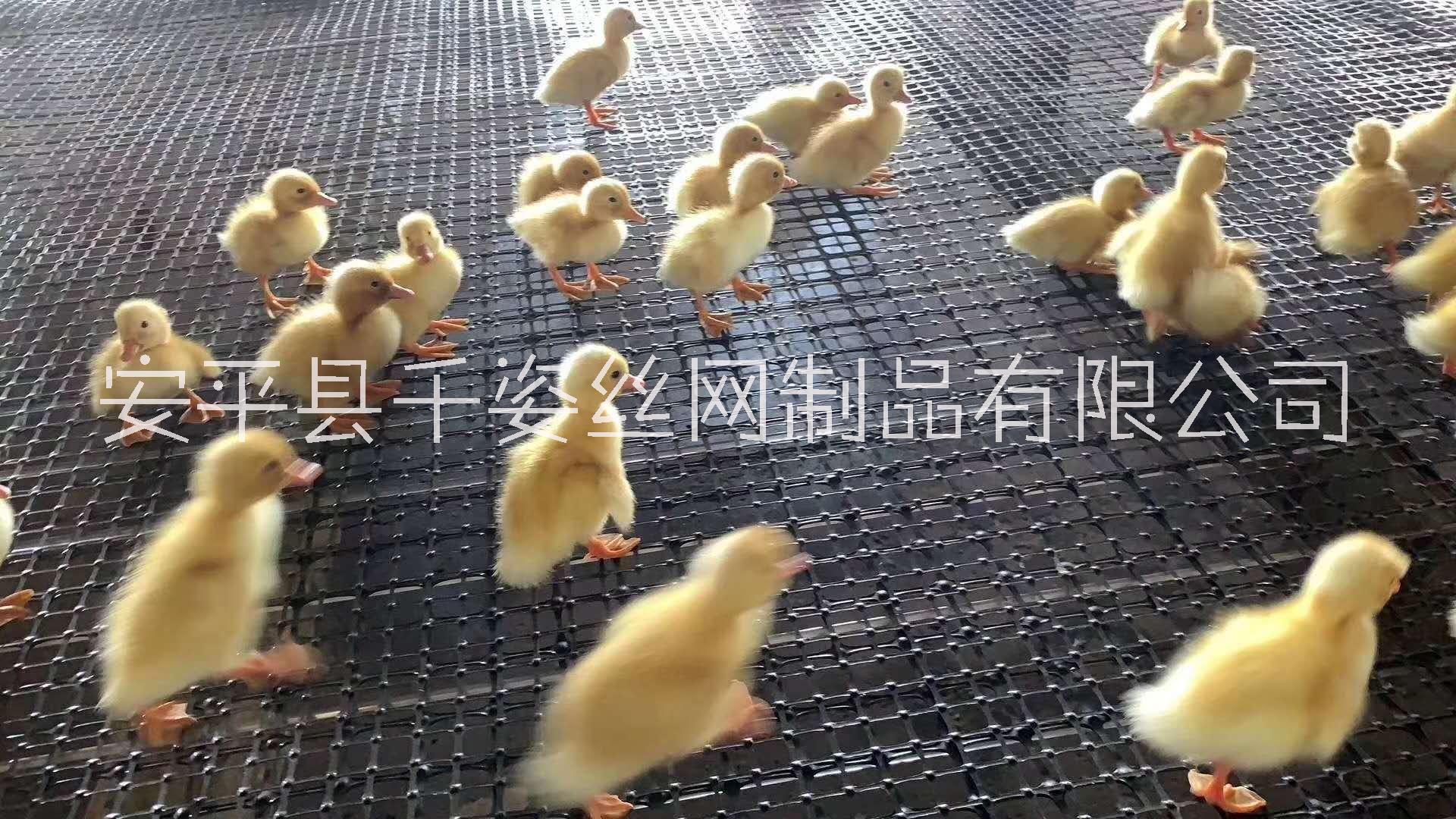 浙江养鸡网生产厂家定制批发销售电话 千姿丝网图片