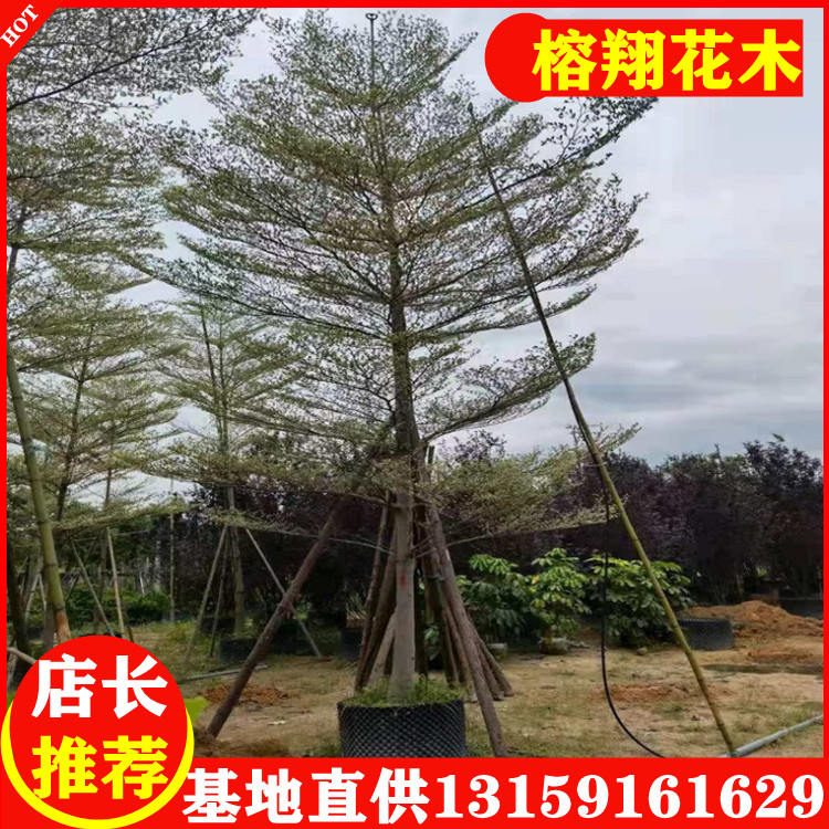 锦叶榄仁福建自产基地自有批发市政货6-12米径550起 锦叶揽仁 锦叶榄仁