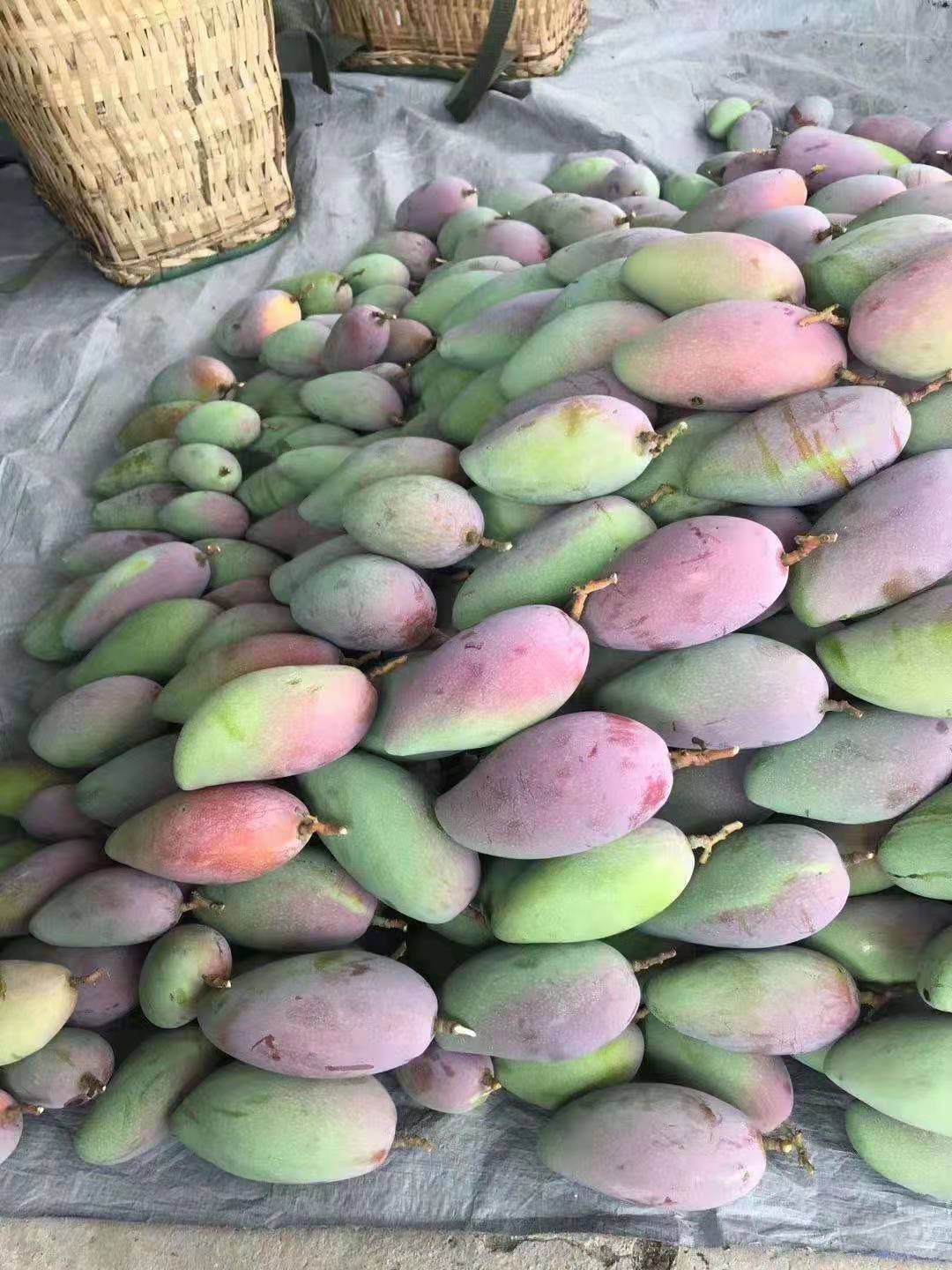 玉林市芒果厂家芒果基地直卖批发价、河南大量供应芒果供应商