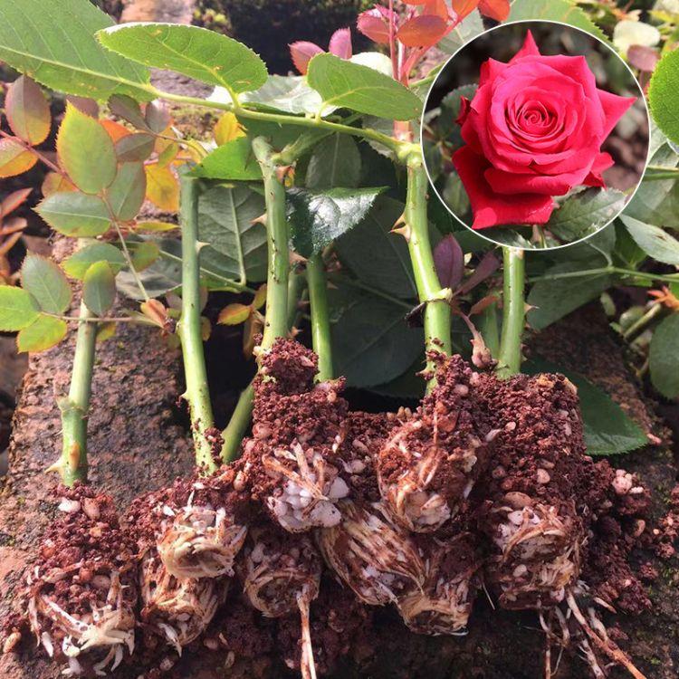 卡罗拉鲜切花玫瑰种苗昆明基地花卉苗木批发货品一流欢迎致电查询图片