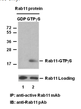 Rab11 Activation Assay Kit |Rab11 kit活性检测试剂盒