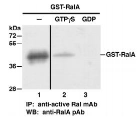 RalA Activation Assay Kit |RalA Assay Kit