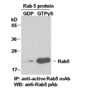 Rab5 Activation Assay Kit Rab5 活性检测试剂盒