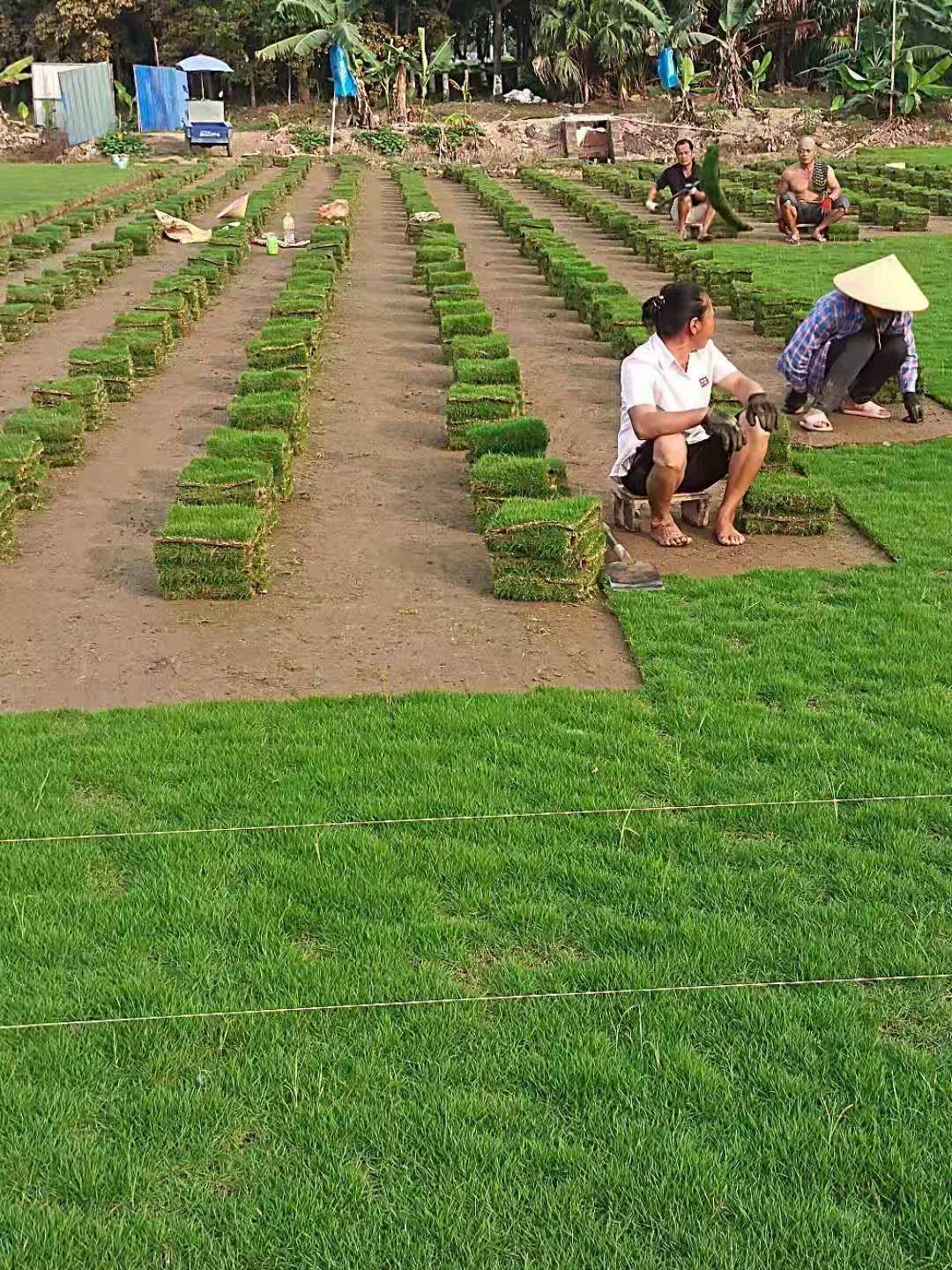 马尼拉草卷大量销售  马尼拉草卷常年供应