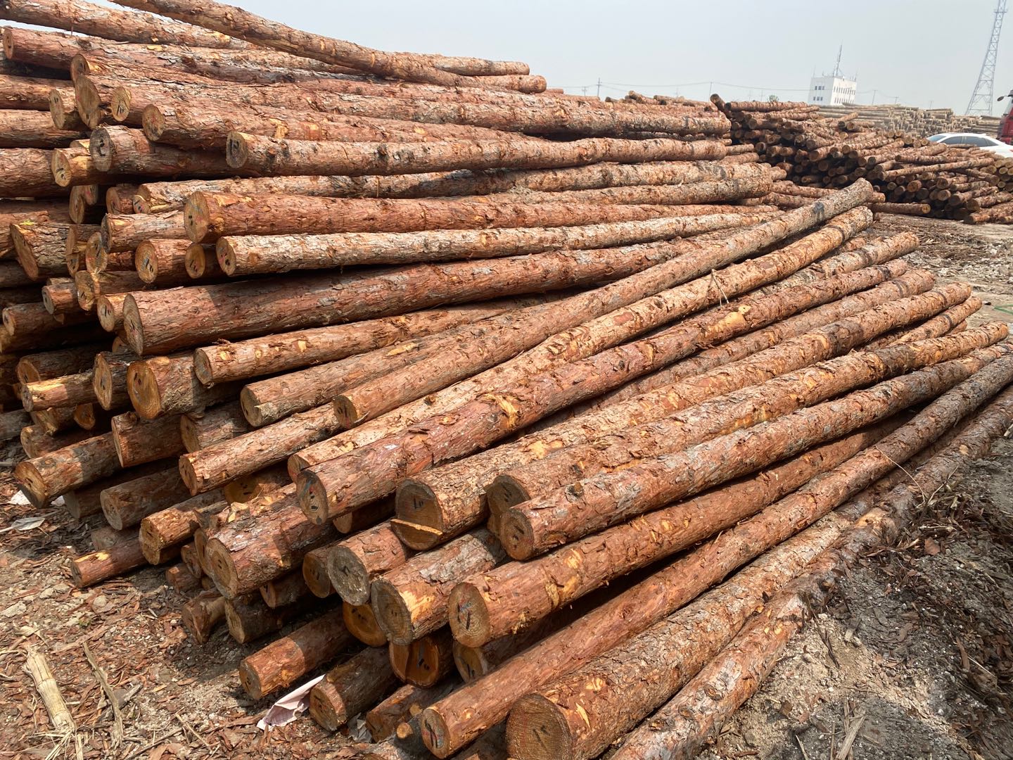 上海木桩加工- 辐射松木桩-按需定制【上海旗晨木业有限公司】图片