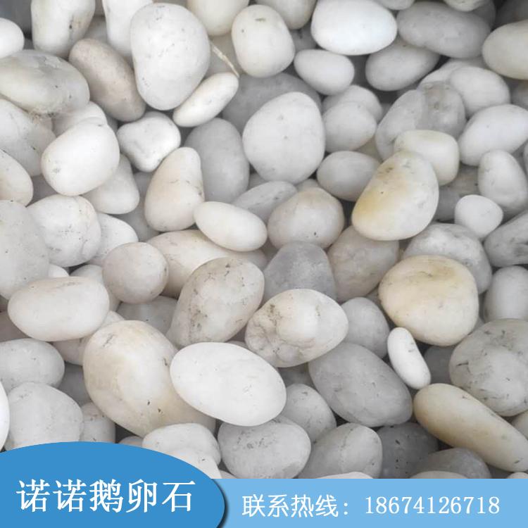 山东白色石子 一级白石 观鹅卵石价格图片