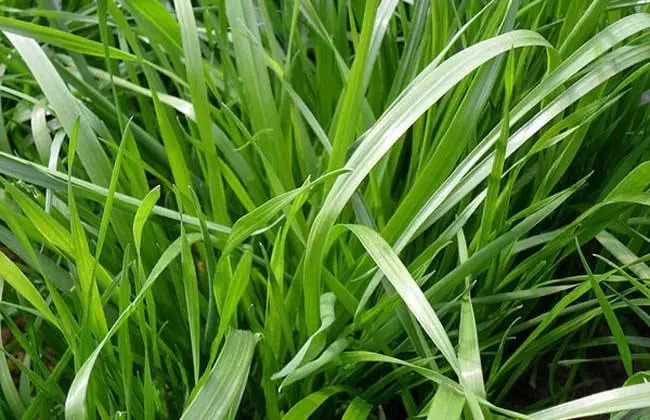 南宁市黑麦草种子厂家广西南宁多年生黑麦草种子草坪草籽