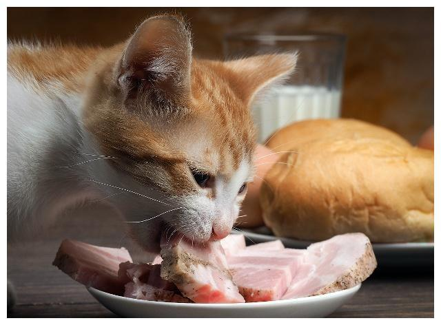 养宠无忧：盘点那些猫不能吃的食物