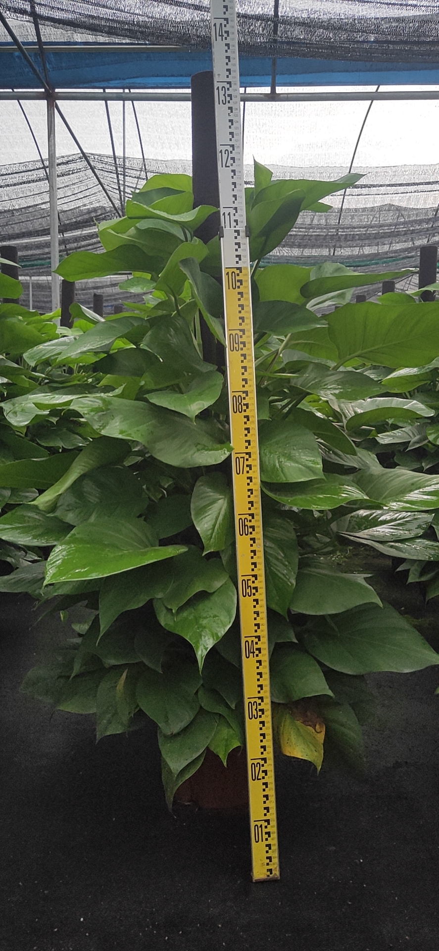 广州市绿箩厂家广东绿箩大量销售*绿箩种植高1.2米到1.5米，冠80