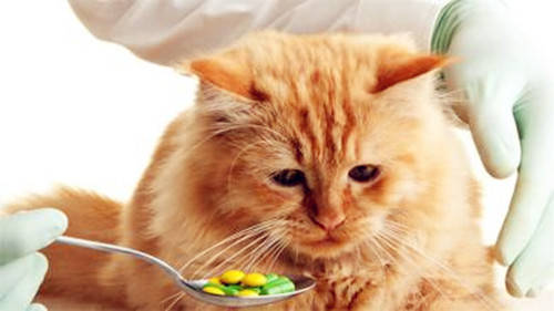 喂猫要注意的四种食品图片