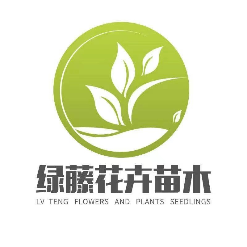 山西省大同市孔雀草花批发供应合作批发