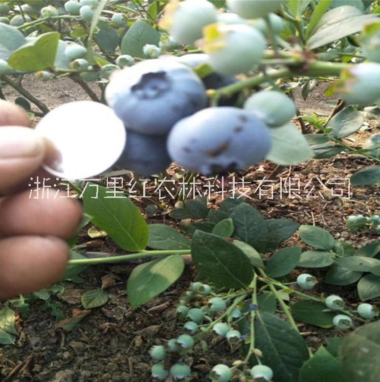 国内外多品种蓝莓苗供应