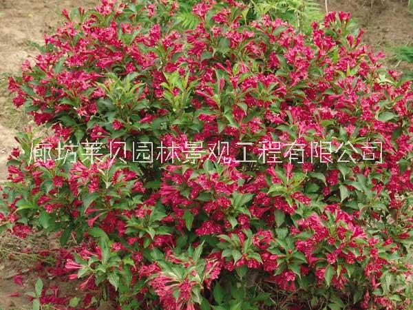 北京绿化苗木红王子锦带图片