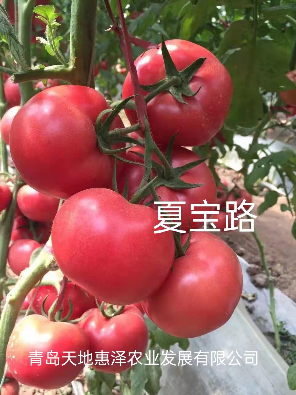 山东青岛夏宝路番茄种子批发公司销售价格 夏宝路种子 惠泽-夏宝路种子