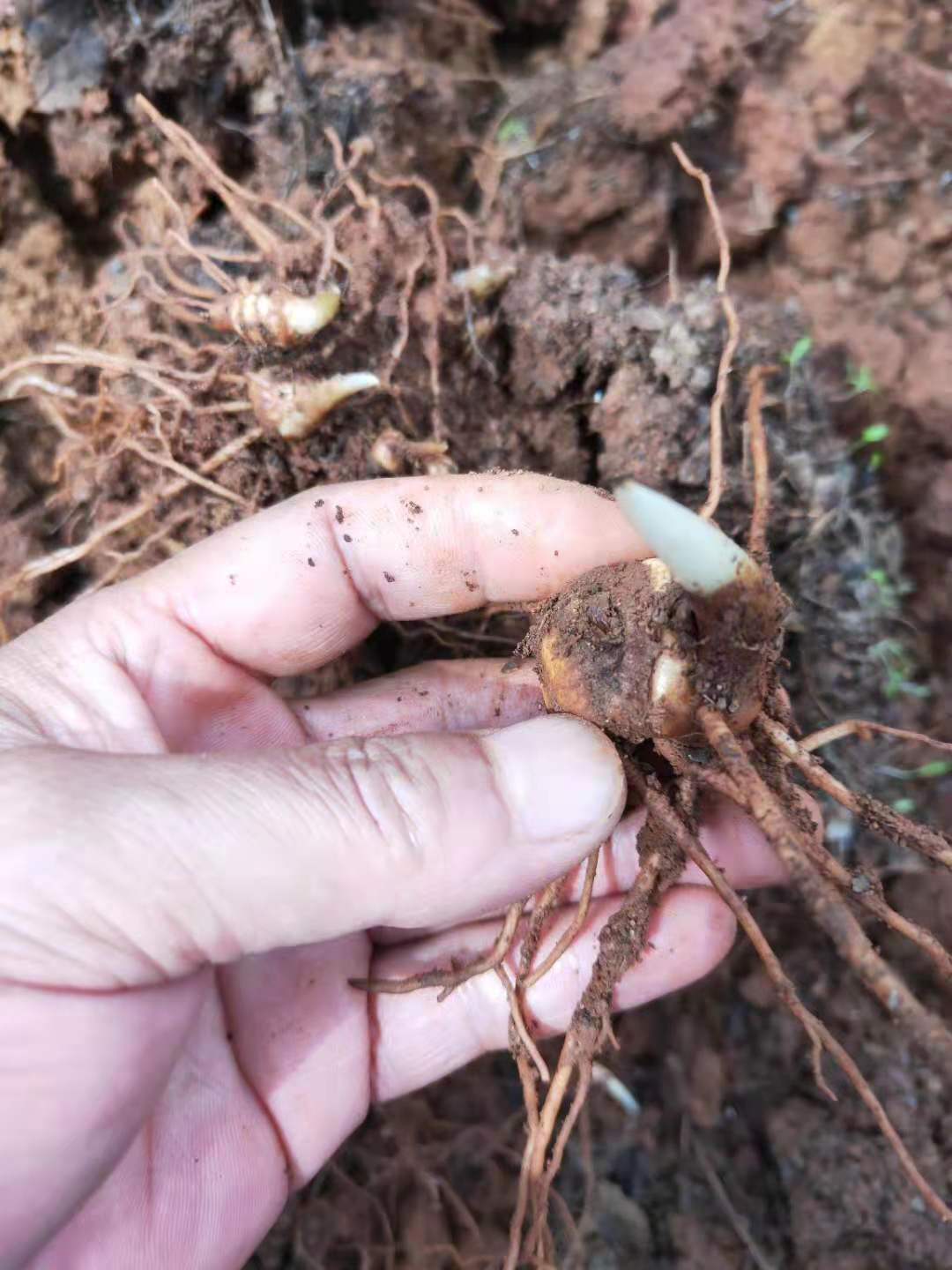 滇黄精苗批发 黄精种苗种植基地